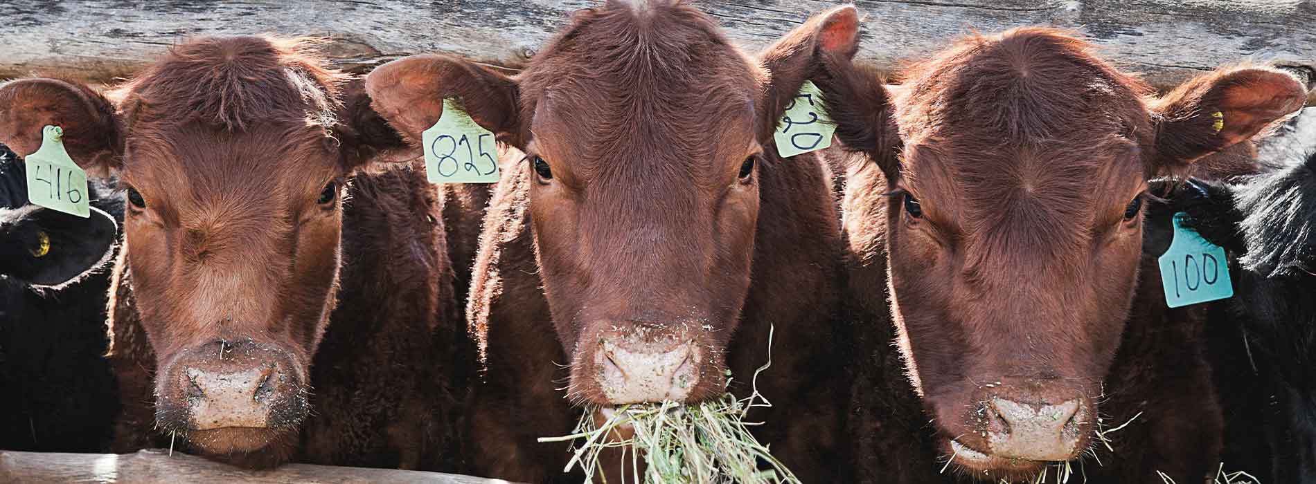 Farm Operations & Management Livestock at Southwest Tech